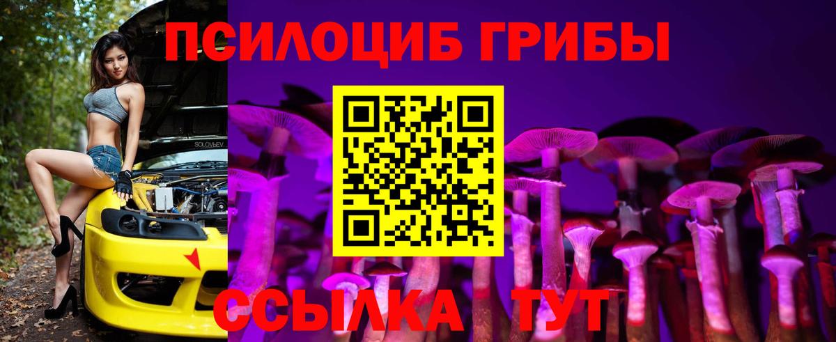 Галлюциногенные грибы Psilocybe Апшеронск